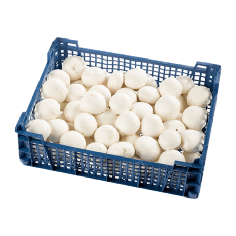 Champignons 3kg/Kiste