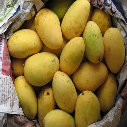 chaunsa-mango-500x500-1 (1)